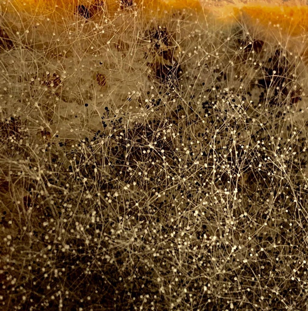 A constellation of symptoms by Lia Eliades